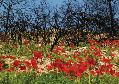 צילום: ארכיון הצילומים של קקל